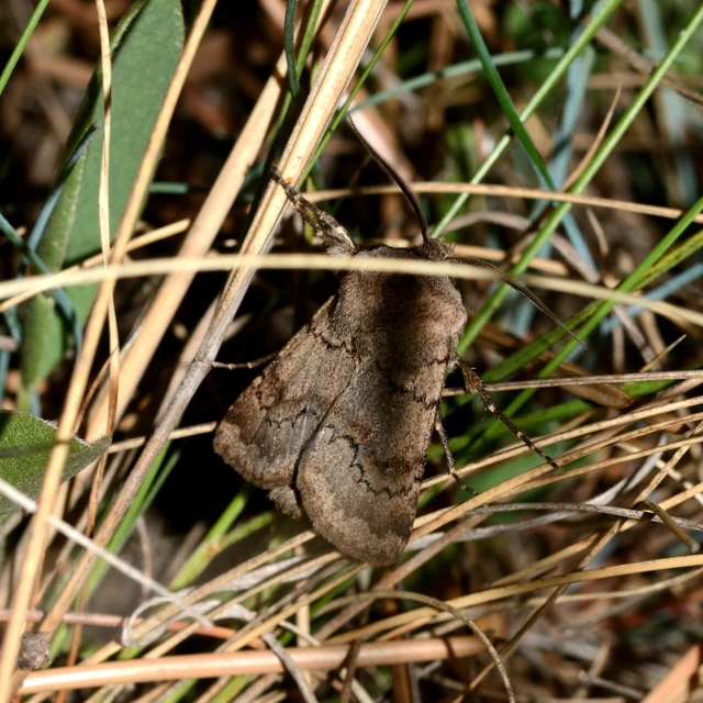 Agrotis cinerea - szürkés földibagoly