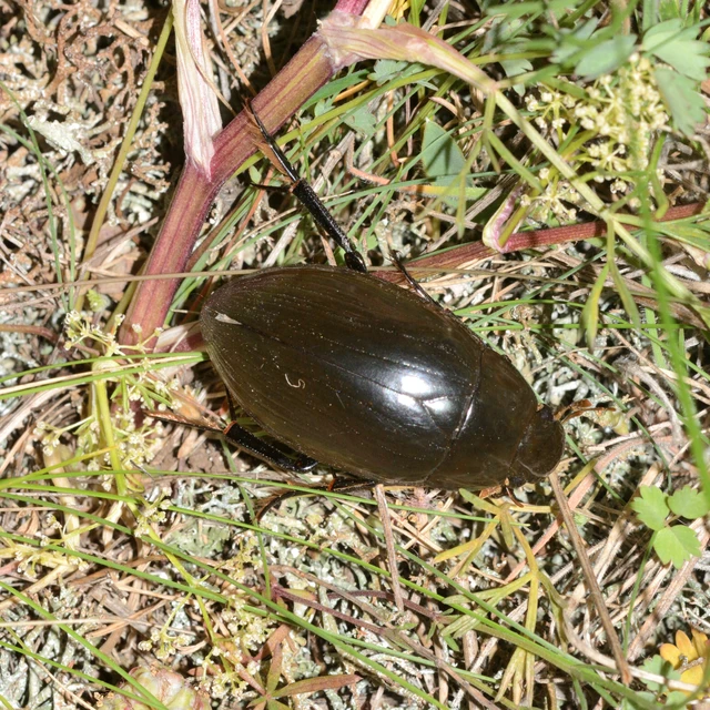 Hydrophilus