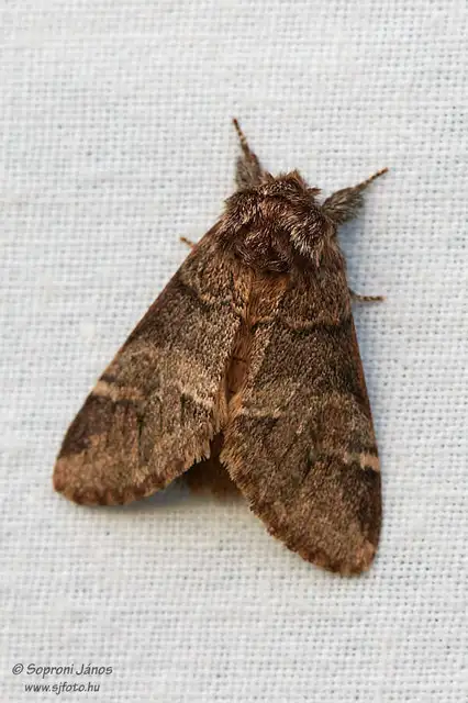 Drymonia dodonea - bélyeges púposszövő