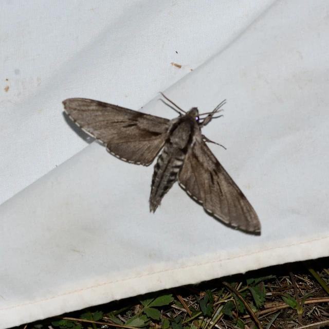 Hyloicus pinastri - fenyőszender