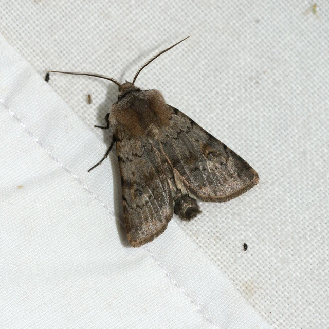 Agrotis cinerea - szürkés földibagoly
