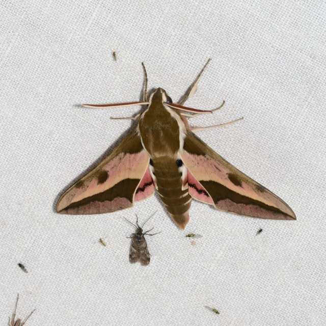 Hyles euphorbiae - kutyatejszender