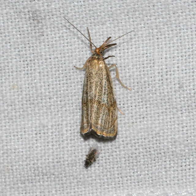 Thisanotia chrysonuchella - tavaszi fűgyökérmoly