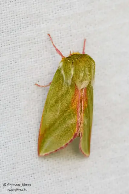 Pseudoips prasinana - bükkfa-zöldbagoly