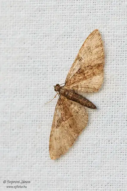 Eupithecia abbreviata - korai törpearaszoló