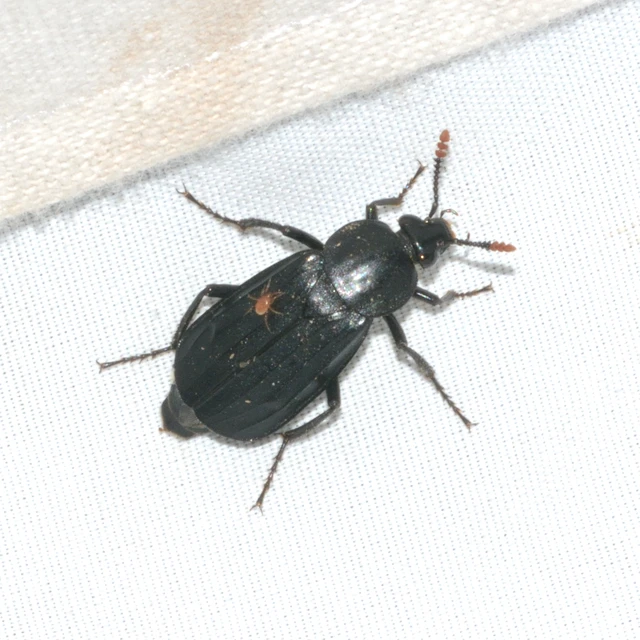 Necrodes littoralis - nagy dögbogár