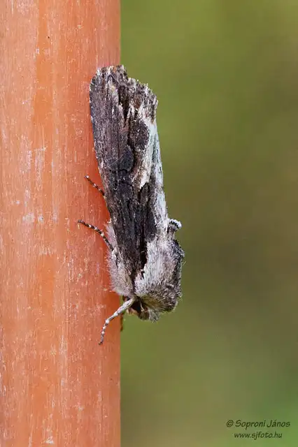 Egira conspicillaris - változékony szürkebagoly