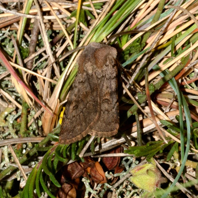 Agrotis cinerea - szürkés földibagoly