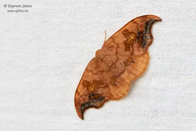 Sabra harpagula - hársfa-sarlósszövő