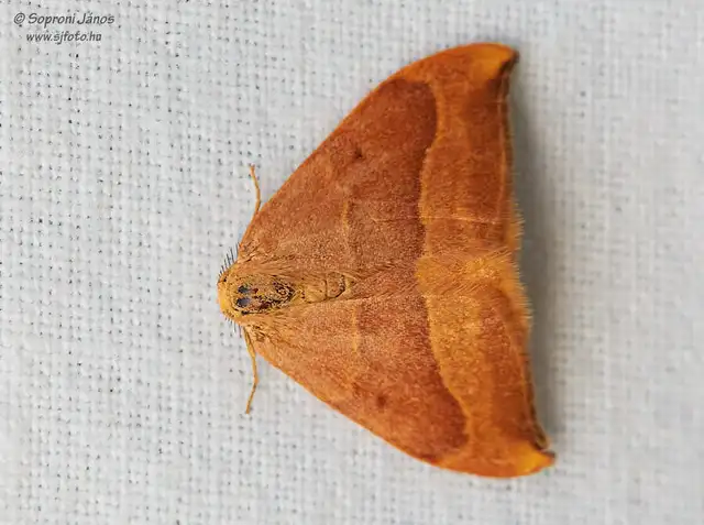 Watsonalla cultraria - bükkfa-sarlósszövő