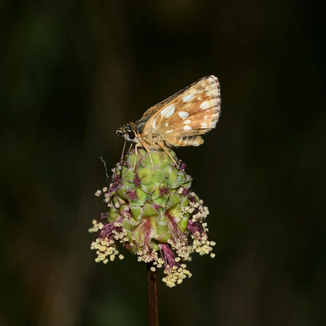 Spialia orbifer - törpe busalepke