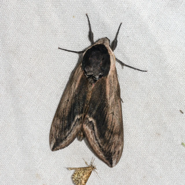 Sphinx ligustri - fagyalszender