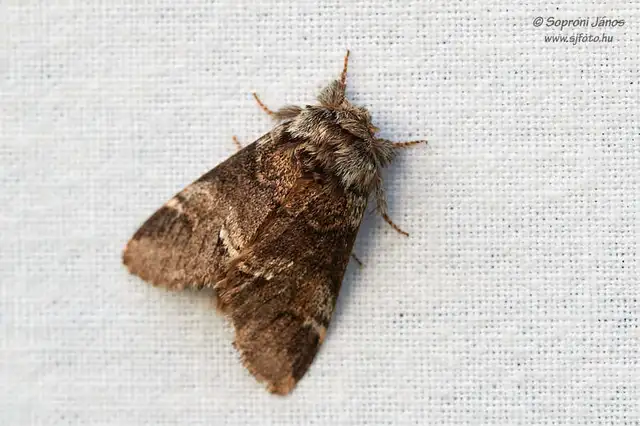 Drymonia dodonea - bélyeges púposszövő