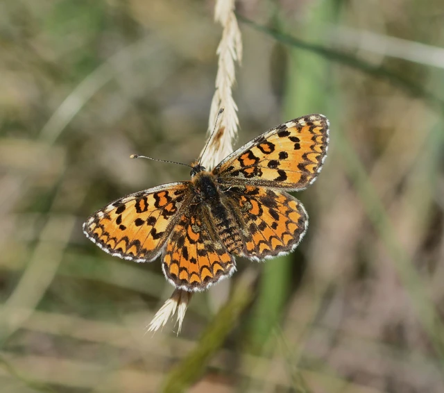 Melitaea trivia - kis tarkalepke