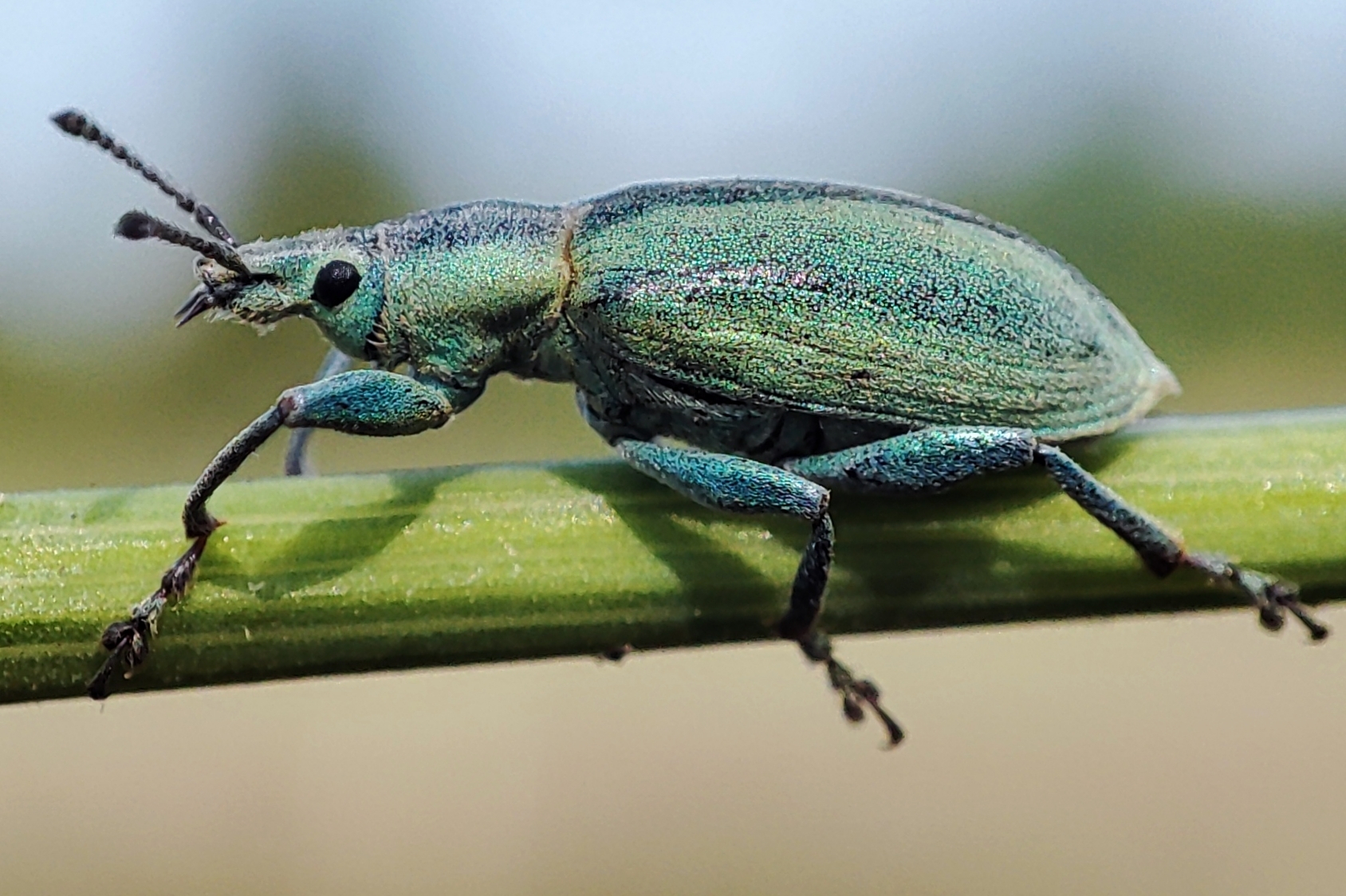 Chlorophanus excisus - kerektorú zöldormányos