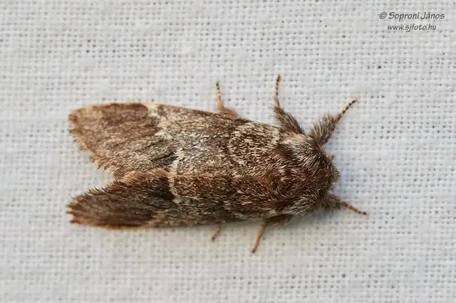 Drymonia dodonea - bélyeges púposszövő