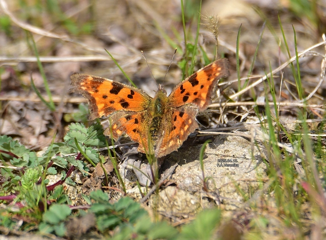 Nymphalis c-album - C-betűs lepke