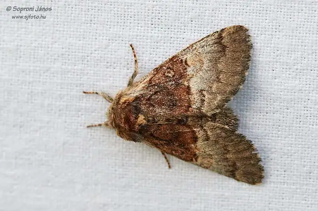 Colocasia coryli - mogyoróbagoly