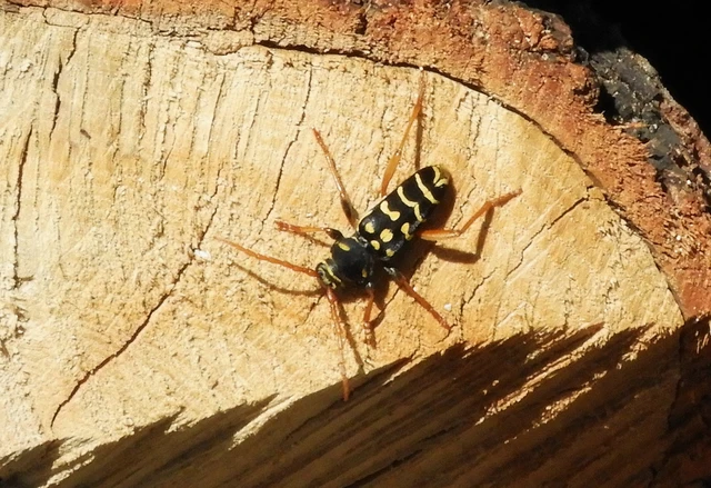 Plagionotus arcuatus - bársonyos darázscincér