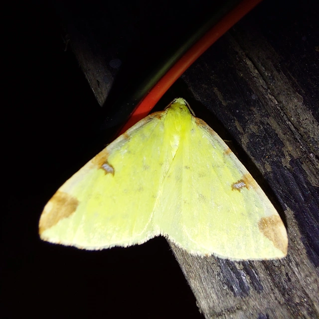 Opisthograptis luteolata - citromsárga araszoló
