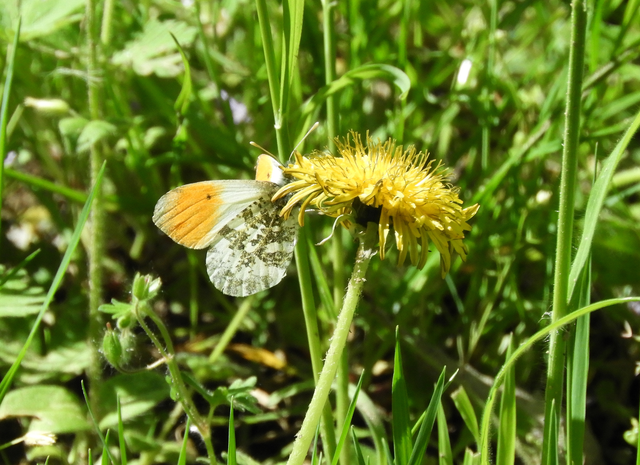 Anthocharis cardamines - hajnalpírlepke