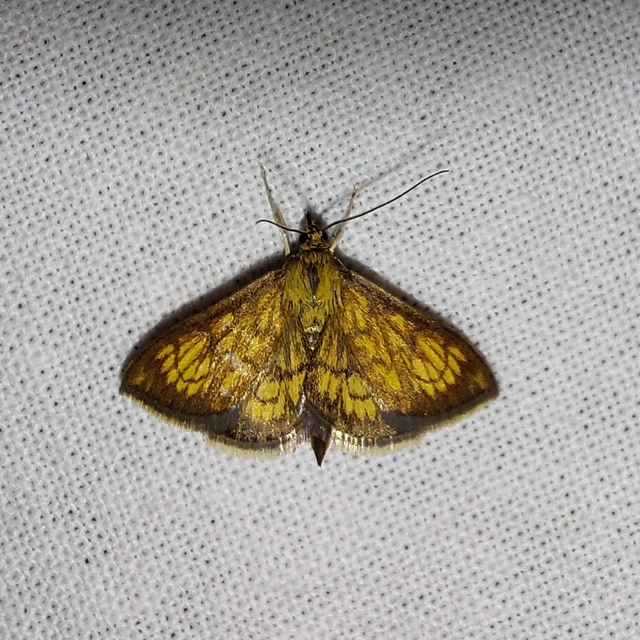 Ecpyrrhorrhoe rubiginalis - rozsdavörös tűzmoly