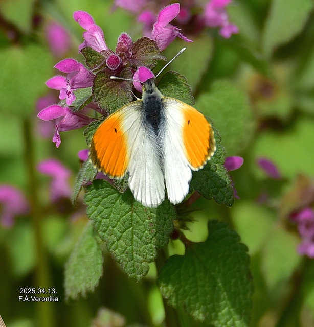 Anthocharis cardamines - hajnalpírlepke
