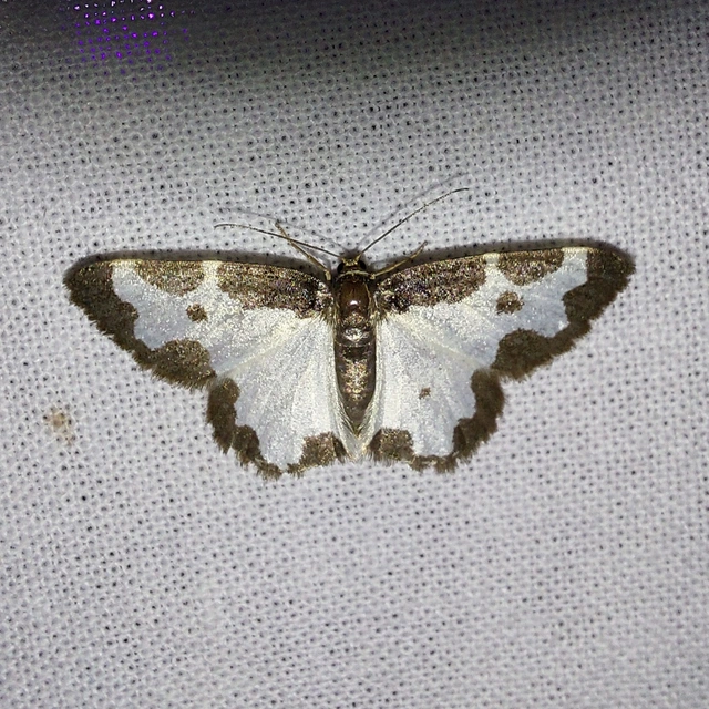 Lomaspilis marginata - szegélyes nyárfaaraszoló Lomaspilis marginata - szegélyes nyárfaaraszoló