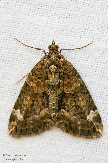 Chloroclysta siterata - salátazöld araszoló