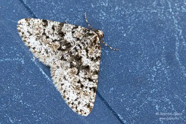 Fagivorina arenaria - bükkfaaraszoló