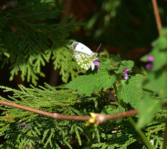 Anthocharis cardamines - hajnalpírlepke
