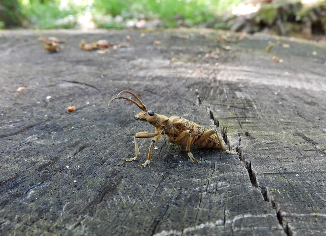 Rhagium sycophanta - tölgyes-tövisescincér