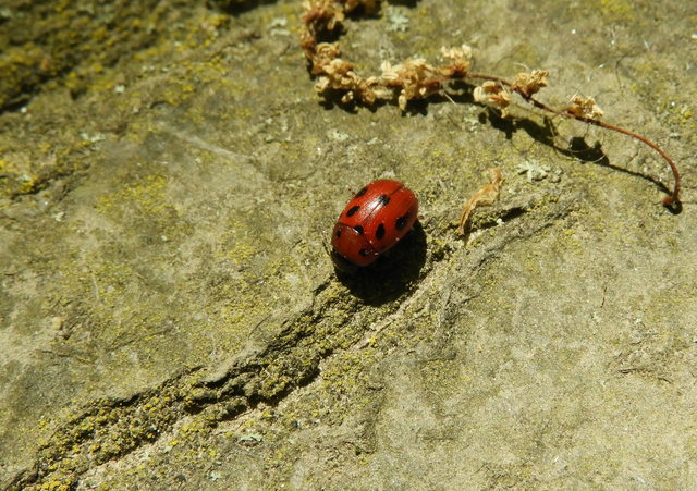 Gonioctena fornicata - közönséges lucernabogár