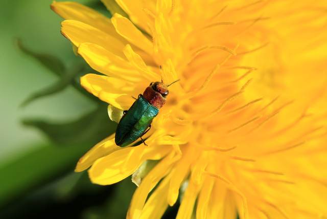 Anthaxia nitidula - ragyogó virágdíszbogár