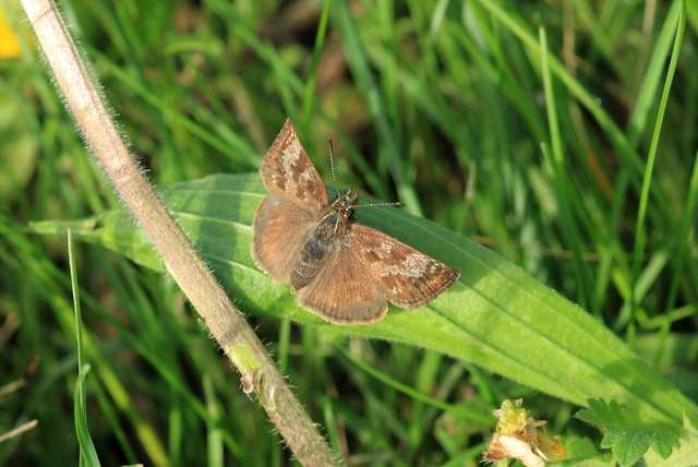 Erynnis tages - cigánylepke