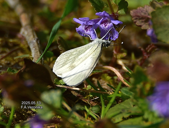 Leptidea sinapis - mustárlepke