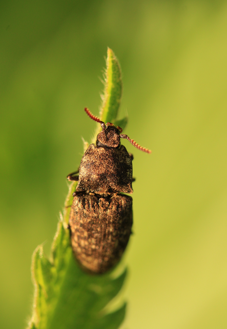Agrypnus murinus - egérszínű pikkelyespattanó