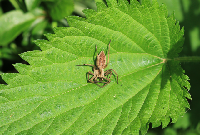 Pisaura mirabilis - csodáspók