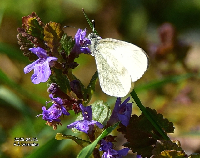 Leptidea sinapis - mustárlepke