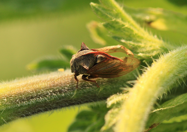 Centrotus cornutus - szarvaskabóca