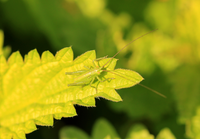 Tettigonia