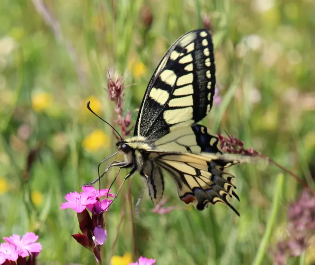 Papilio machaon - fecskefarkú lepke