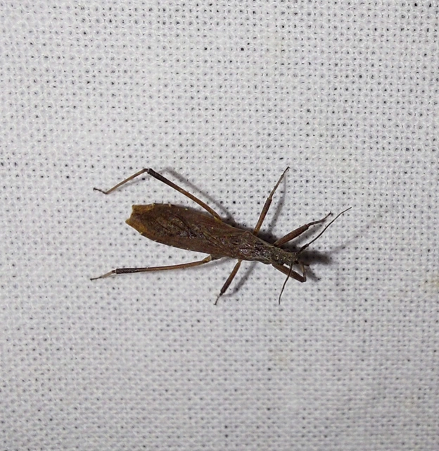 Pygolampis bidentata - karcsú rablópoloska
