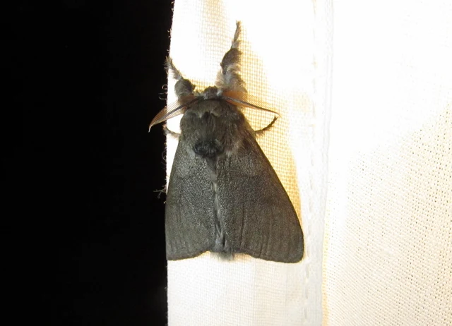 Calliteara pudibunda - hamvasszövő