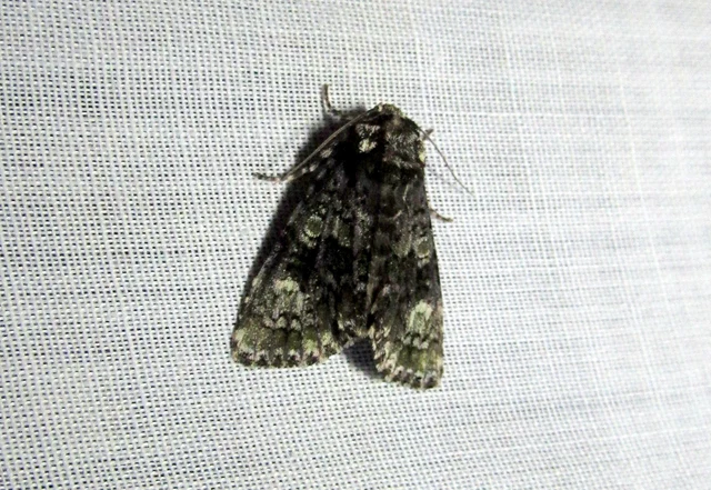 Craniophora ligustri - fagyalbagoly