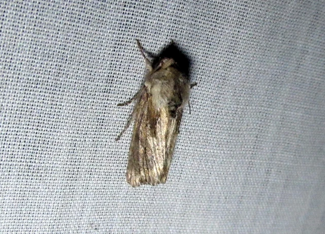 Egira conspicillaris - változékony szürkebagoly