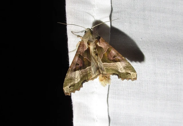 Phlogophora meticulosa - vándorló csipkésbagoly