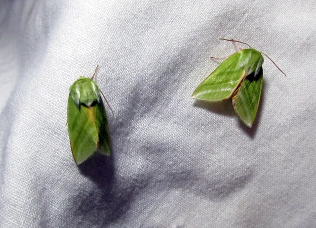 Pseudoips prasinana - bükkfa-zöldbagoly