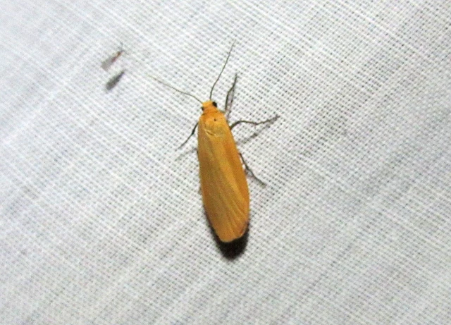 Eilema sororcula - sárga zuzmószövő
