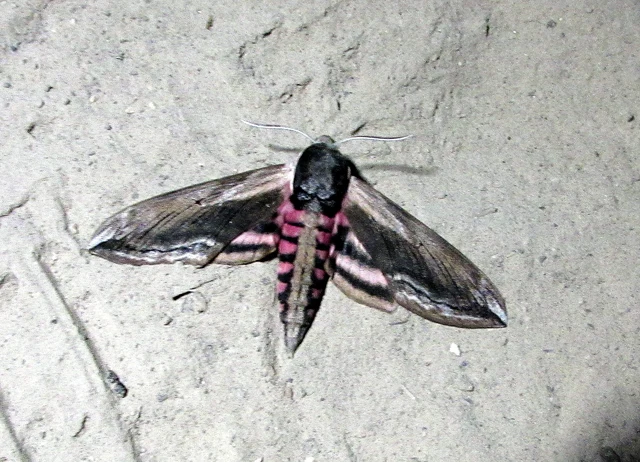 Sphinx ligustri - fagyalszender